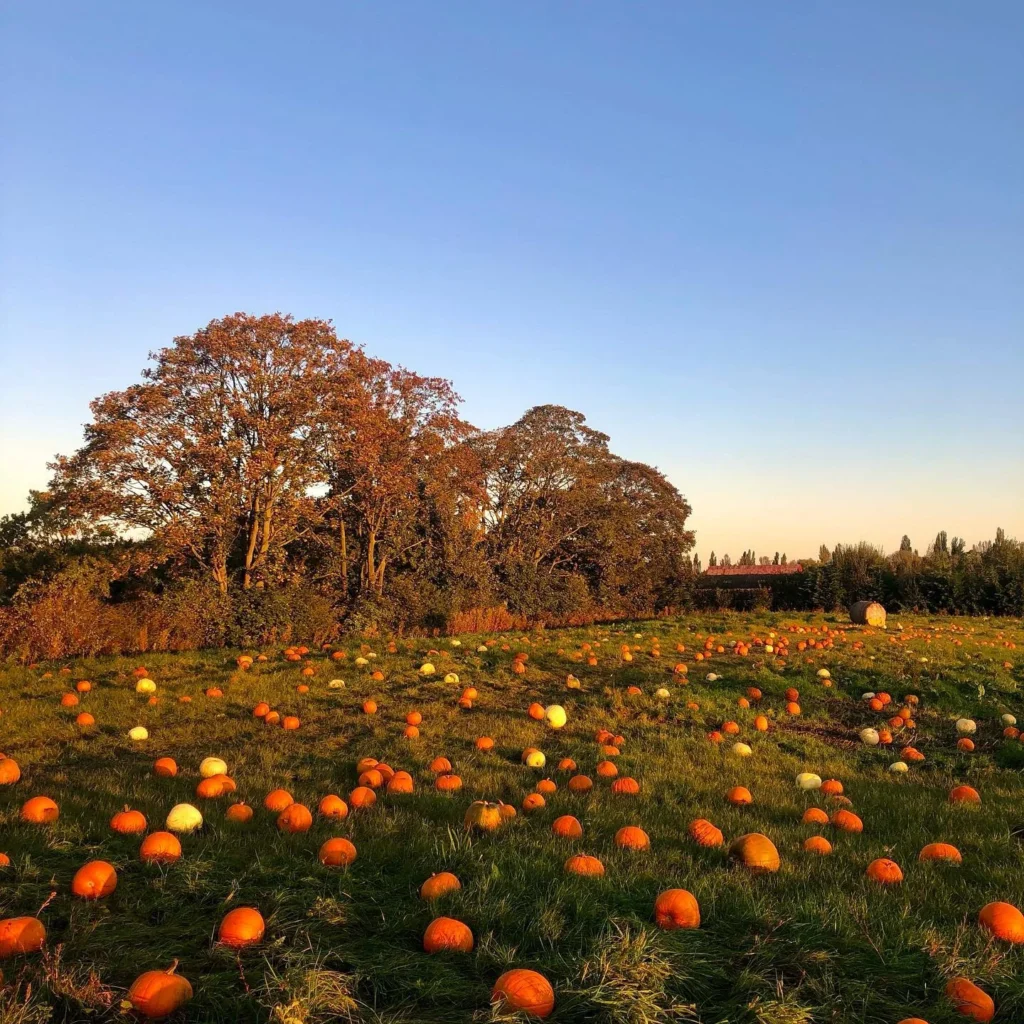 Pumpkin Patch