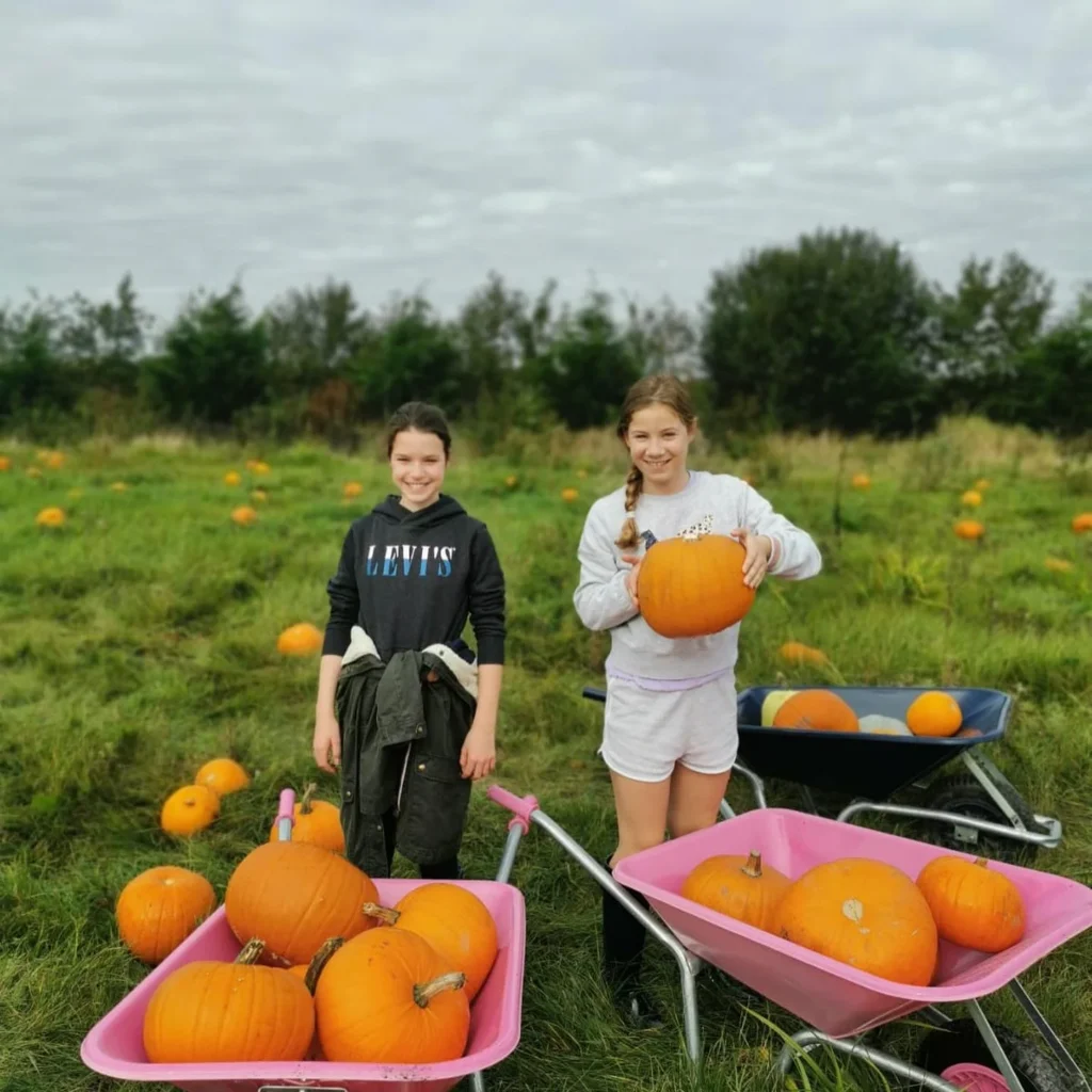 Pumpkin picking